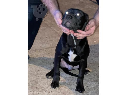 Pitbull κουτάβια